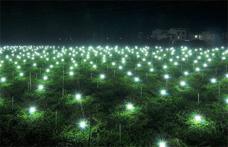 LED fill light lights up dragon fruit planting field in Xinlian Village, Heshan, Jiangmen, Guangdong